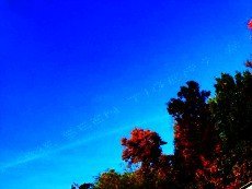 Один из «небесных» твитов во время Ryder Cup