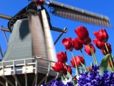 В Нидерландах будут работать иностранные игорные холдинги