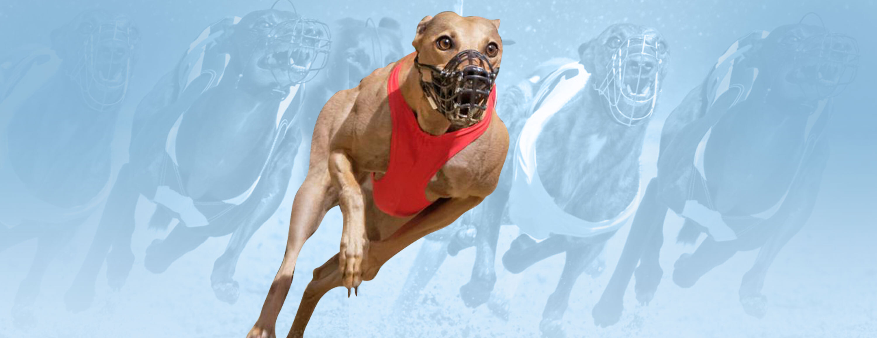 Фрибет 5 евро за каждые 5 экспрессов от БК Boylesports