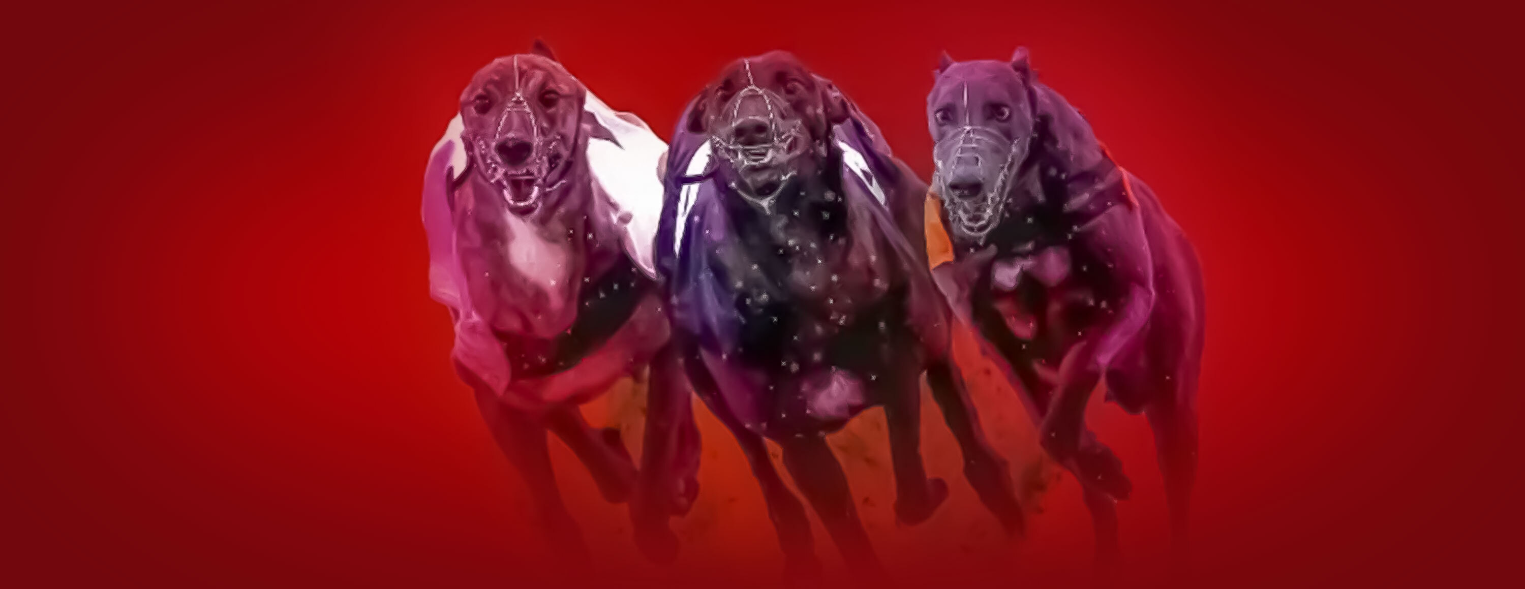 Улучшенные коэффициенты на собачьи бега от БК Ladbrokes