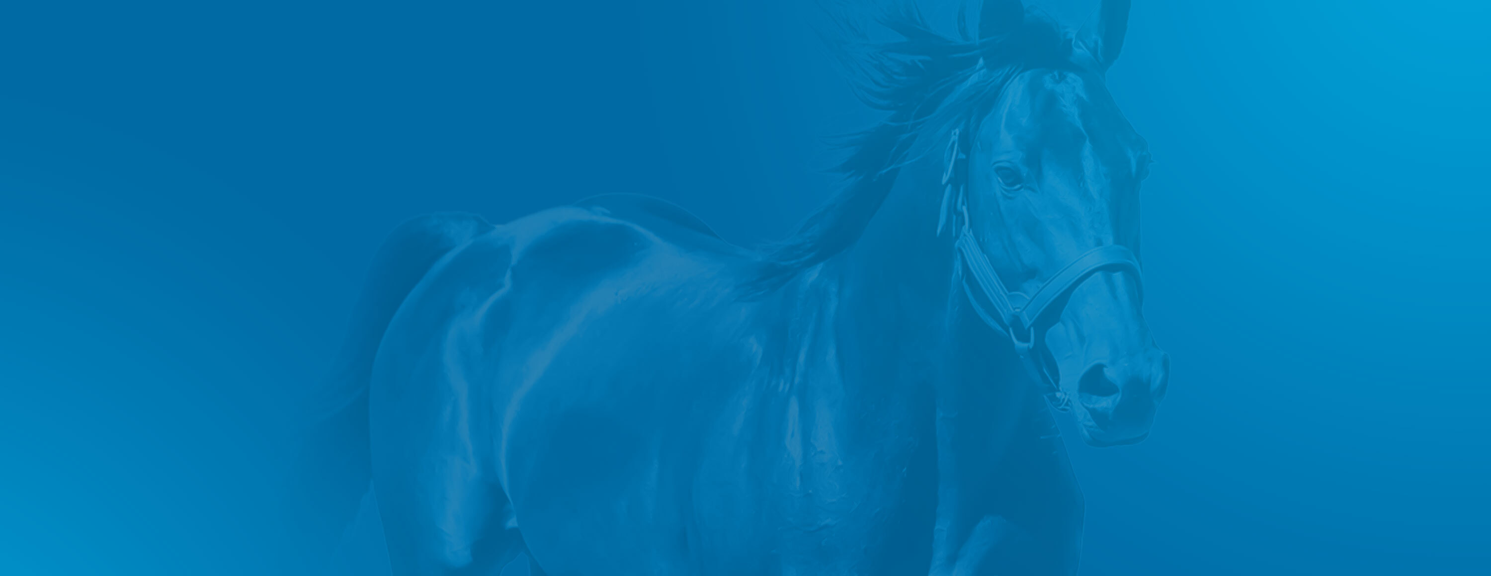 Кэшбэк до 8% на лошадиные скачки от БК Betcris